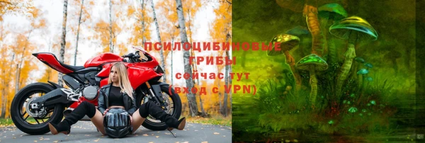 apvp Алзамай
